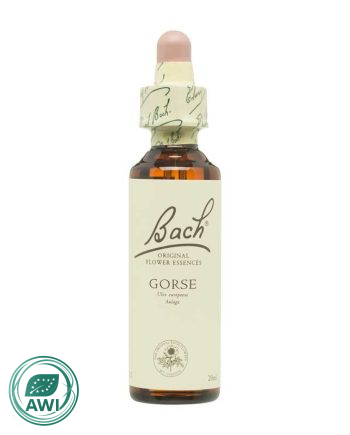 Flor nº 13 Aulaga (gorse) 20ml Bach